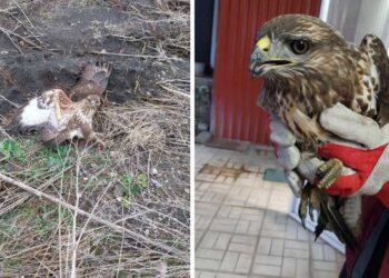 Τραυματισμένη γερακίνα βρέθηκε στα Σκληρά στο Νότιο Πεδίο – Παραδόθηκε στο Δασαρχείο Κοζάνης