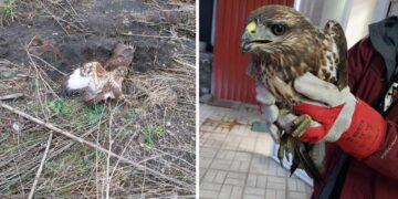 Τραυματισμένη γερακίνα βρέθηκε στα Σκληρά στο Νότιο Πεδίο – Παραδόθηκε στο Δασαρχείο Κοζάνης