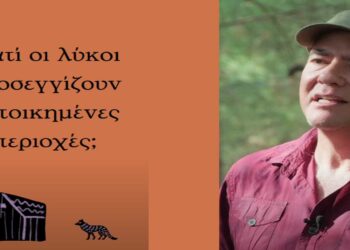 Ερωτήσεις και απαντήσεις για τον λύκο στην Ελλάδα από την Καλλιστώ (βίντεο)