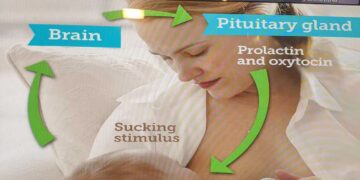 Εξωστρέφεια και Επιστημονική Επιμόρφωση: Δράσεις του Τμήματος Μαιευτικής για τον Μητρικό Θηλασμό και την Περιγεννητική Φροντίδα