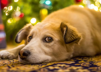 Τα Χριστούγεννα μπορεί να είναι επικίνδυνα για τα κατοικίδια – Τι πρέπει να προσέξετε
