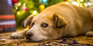 Τα Χριστούγεννα μπορεί να είναι επικίνδυνα για τα κατοικίδια – Τι πρέπει να προσέξετε