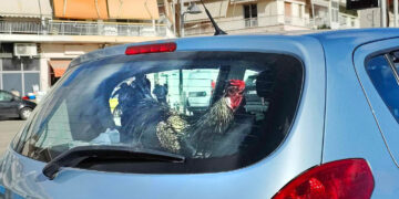 Πτολεμαΐδα: Σαββατιάτικη βόλτα για τον κόκορα !