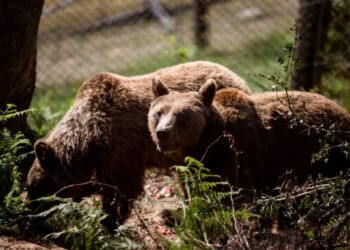 Χωριστά μετά από 10 χρόνια έπεσαν σε χειμερία νάρκη δύο αρκούδες στο Νυμφαίο