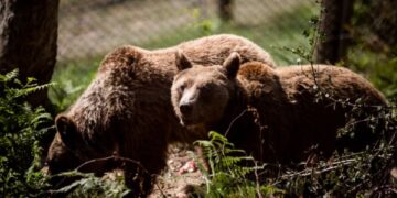 Χωριστά μετά από 10 χρόνια έπεσαν σε χειμερία νάρκη δύο αρκούδες στο Νυμφαίο