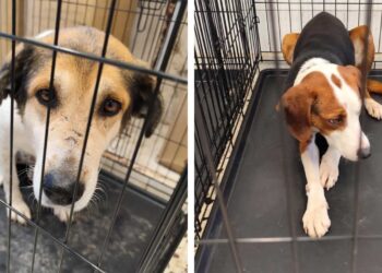 Κοζάνη: Άλλες 63 στειρώσεις αδέσποτων ζώων πραγματοποιήθηκαν στο Δημοτικό κτηνιατρείο Λευκόβρυσης