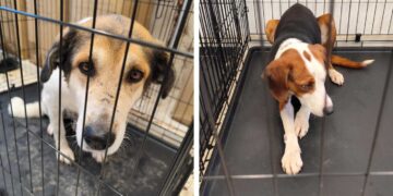 Κοζάνη: Άλλες 63 στειρώσεις αδέσποτων ζώων πραγματοποιήθηκαν στο Δημοτικό κτηνιατρείο Λευκόβρυσης