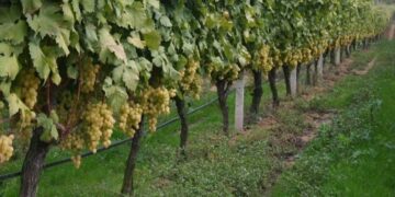 Φλώρινα: Ένας αμπελώνας στην καρδιά ενός «κρατήρα» λιγνίτη στο Αμύνταιο