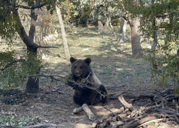 Αρκτούρος: Η Μάρθα, μία ξεχωριστή αρκούδα, φτιάχνει μόνη της φωλιά! (Φωτογραφία)