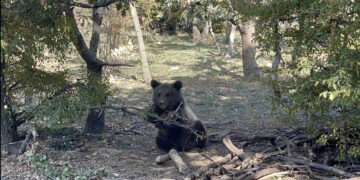 Αρκτούρος: Η Μάρθα, μία ξεχωριστή αρκούδα, φτιάχνει μόνη της φωλιά! (Φωτογραφία)