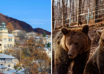 Αρκτούρος: Το Καταφύγιο της Καφέ Αρκούδας στο παραμυθένιο Νυμφαίο – Δείτε βίντεο