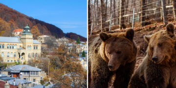 Αρκτούρος: Το Καταφύγιο της Καφέ Αρκούδας στο παραμυθένιο Νυμφαίο – Δείτε βίντεο