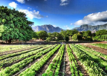 Βιολογική γεωργία και ποιότητα προϊόντων, κλειδιά για το μέλλον του αγροτικού τομέα