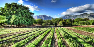 Βιολογική γεωργία και ποιότητα προϊόντων, κλειδιά για το μέλλον του αγροτικού τομέα