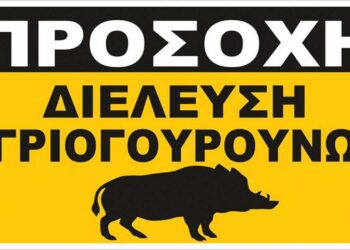 Δήμος Βοΐου: Κίνδυνος από διελεύσεις αγριογούρουνων στην περιοχή της Γαλατινής