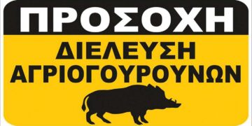 Δήμος Βοΐου: Κίνδυνος από διελεύσεις αγριογούρουνων στην περιοχή της Γαλατινής