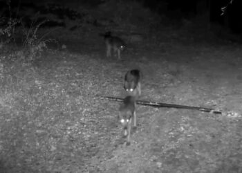 Κάμερα καταγράφει αγέλη 11 λύκων στην Καστοριά (Βίντεο)