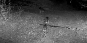 Κάμερα καταγράφει αγέλη 11 λύκων στην Καστοριά (Βίντεο)