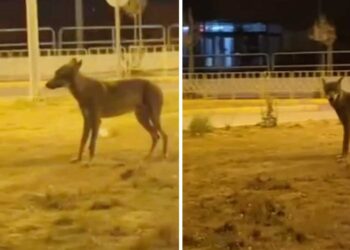 Εμφάνιση λύκου στην είσοδο της Πτολεμαΐδας (περιοχή Lidl)