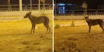 Εμφάνιση λύκου στην είσοδο της Πτολεμαΐδας (περιοχή Lidl)