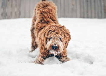 Τσατραφύλλιας: Μισό μέτρο χιόνι θα πέσει στις πόλεις της Δυτικής Μακεδονίας