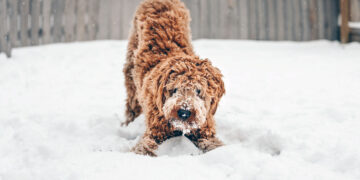 Τσατραφύλλιας: Μισό μέτρο χιόνι θα πέσει στις πόλεις της Δυτικής Μακεδονίας