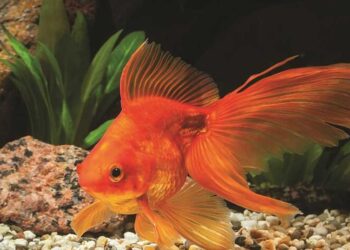 Οι δέκα αστικοί μύθοι που… ακόμα συνεχίζουμε να πιστεύουμε