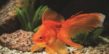 Οι δέκα αστικοί μύθοι που… ακόμα συνεχίζουμε να πιστεύουμε