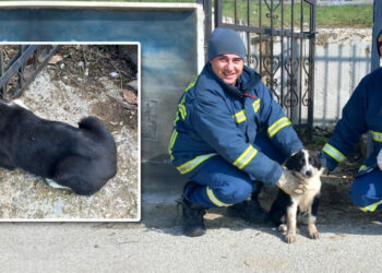Διέσωσαν σκυλί στο Μεσόβουνο – Ευχαριστίες προς την Πυροσβεστική από τον Πρόεδρο Π. Παραστατίδη