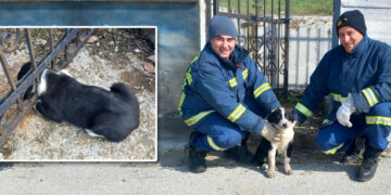 Διέσωσαν σκυλί στο Μεσόβουνο – Ευχαριστίες προς την Πυροσβεστική από τον Πρόεδρο Π. Παραστατίδη