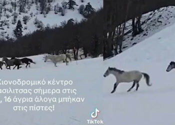 Άγρια άλογα… «εισβάλουν» στις πίστες της Βασιλίτσας! (ΒΙΝΤΕΟ)