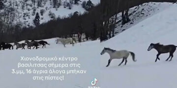 Άγρια άλογα… «εισβάλουν» στις πίστες της Βασιλίτσας! (ΒΙΝΤΕΟ)