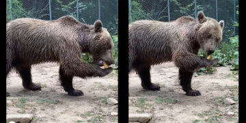 Ο Μανώλης, ο αρκούδος του Αρκτούρου, «γιορτάζει» για του Αγίου Βαλεντίνου με το… ψωμί του (Βίντεο)