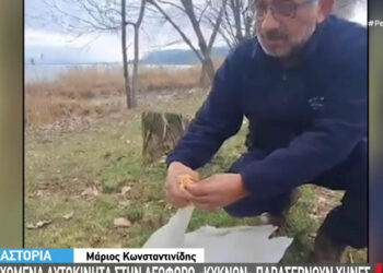 Καστοριά: Διερχόμενα αυτοκίνητα στην λεωφόρο «κύκνων» παρασέρνουν χήνες