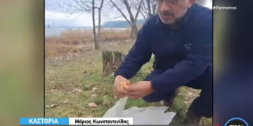 Καστοριά: Διερχόμενα αυτοκίνητα στην λεωφόρο «κύκνων» παρασέρνουν χήνες