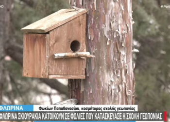 Φωλιές για τους σκίουρους κατασκεύασε η σχολή Γεωπονίας στη Φλώρινα (Βίντεο)