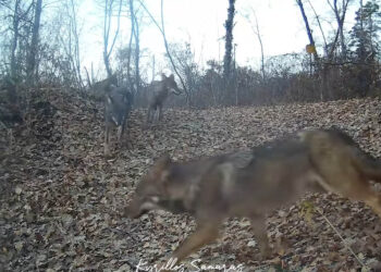 Μεγάλη αγέλη λύκων στην Καστοριά καταγράφηκε από κάμερα (Βίντεο)
