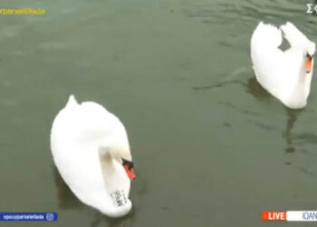 Ο θλιμμένος κύκνος της Καστοριάς έκανε οικογένεια στα Ιωάννινα (Βίντεο)