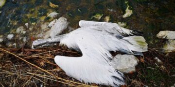 Συναγερμός στις Πρέσπες: Μέτρα πρόληψης για τη γρίπη των πτηνών