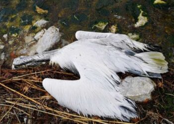 Κρούσματα γρίπης των πτηνών σε Μικρή Πρέσπα και Χειμαδίτιδα – Με υπουργική απόφαση τα μέτρα προστασίας