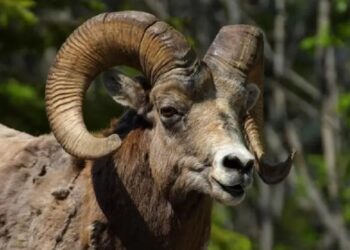 Πρέβεζα: Κριάρι σκότωσε 85χρονο με τα κέρατά του