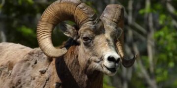 Πρέβεζα: Κριάρι σκότωσε 85χρονο με τα κέρατά του