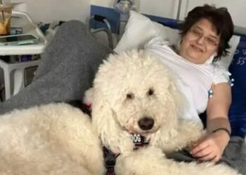 Ο Βαγγέλης, είναι ο πρώτος σκύλος θεραπείας για ασθενείς του ΕΣΥ