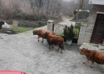 Δήμος Βοΐου: Βοοειδή εισήλθαν στον οικισμό του Αυγερινού – Πρόστιμο επιβλήθηκε στην ιδιοκτήτριά τους