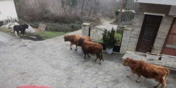 Δήμος Βοΐου: Βοοειδή εισήλθαν στον οικισμό του Αυγερινού – Πρόστιμο επιβλήθηκε στην ιδιοκτήτριά τους