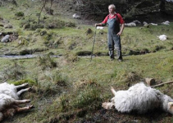 Δυτική Μακεδονία:   Ξεκίνησε το Πρόγραμμα Περισυλλογής και Διαχείρισης νεκρών ζώων