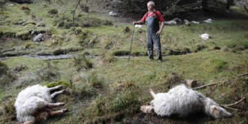 Δυτική Μακεδονία:   Ξεκίνησε το Πρόγραμμα Περισυλλογής και Διαχείρισης νεκρών ζώων