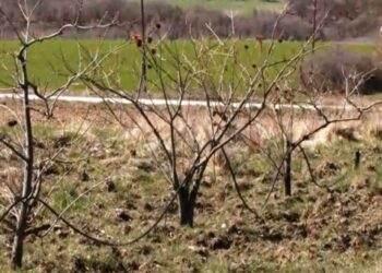 Αγριογούρουνα προκαλούν καταστροφές στις καλλιέργειες στα Γρεβενά