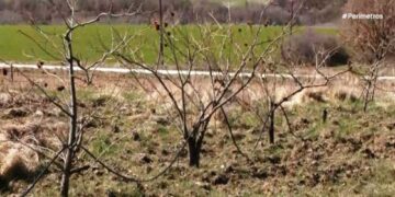 Αγριογούρουνα προκαλούν καταστροφές στις καλλιέργειες στα Γρεβενά