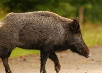 Καστοριά: Επίθεση αγριογούρουνου σε κυνηγό – Στο νοσοκομείο ο άτυχος άνδρας